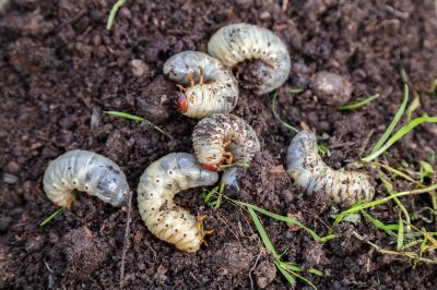 Grub Control in Honolulu, HI
